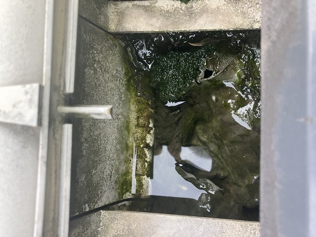 大量の苔が溜まっている